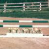 5' schooling standards $105, flower box $100, and rails $45ea.